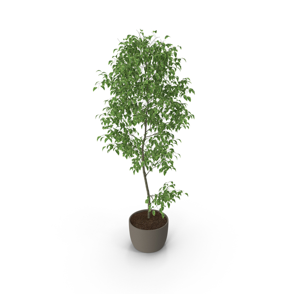 Ficus Benjamin PNG & PSD Images Ficus Benjamin PNG & PSD Images