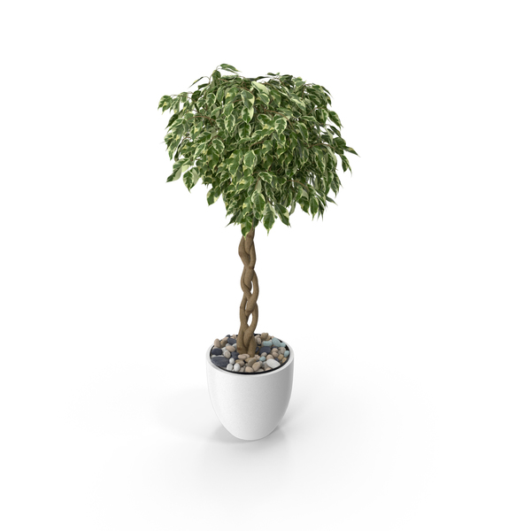 Ficus Benjamina Variegated Tree in Pot PNG Images & PSDs for Download ...