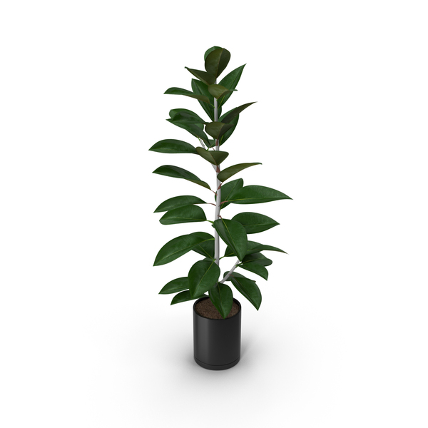 Ficus Elastica PNG & PSD Images Ficus Elastica PNG & PSD Images