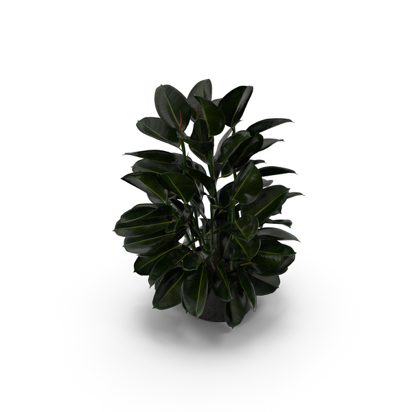 Ficus PNG & PSD Images Ficus PNG & PSD Images