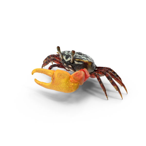Fiddler Crab PNG & PSD Images