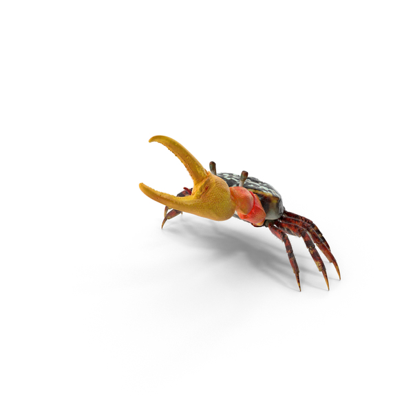 Fiddler Crab PNG & PSD Images Fiddler Crab PNG & PSD Images