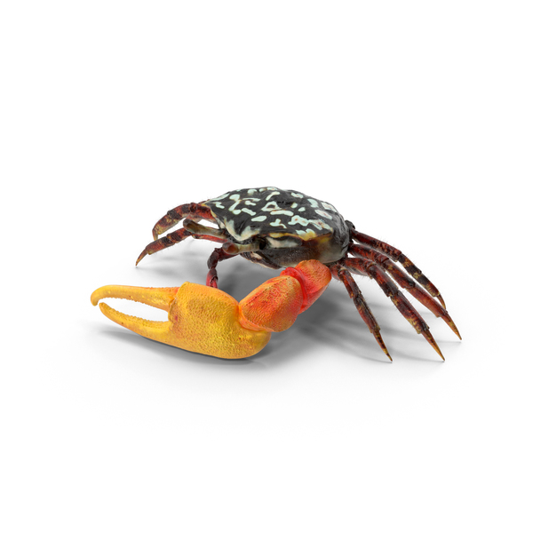 Fiddler Crab PNG & PSD Images Fiddler Crab PNG & PSD Images