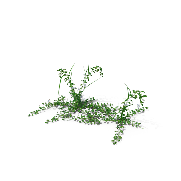 Plants: Field Bindweed PNG & PSD Images Plants: Field Bindweed PNG & PSD Images