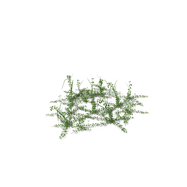 Plants: Field Bindweed PNG & PSD Images Plants: Field Bindweed PNG & PSD Images