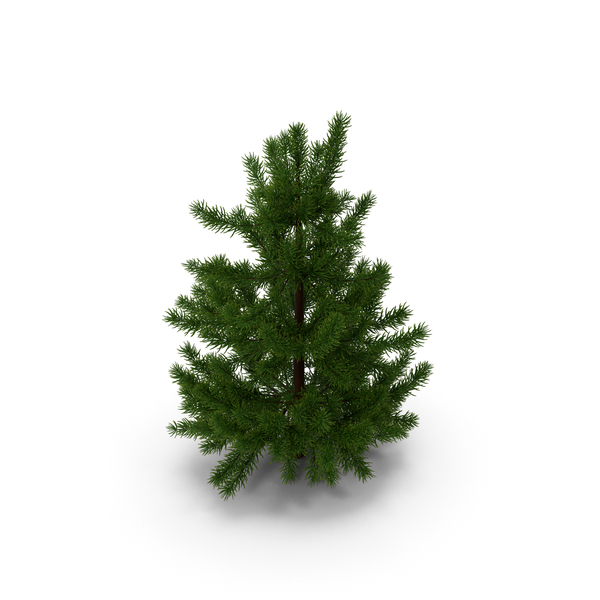 Fir Tree 03 Small PNG & PSD Images Fir Tree 03 Small PNG & PSD Images