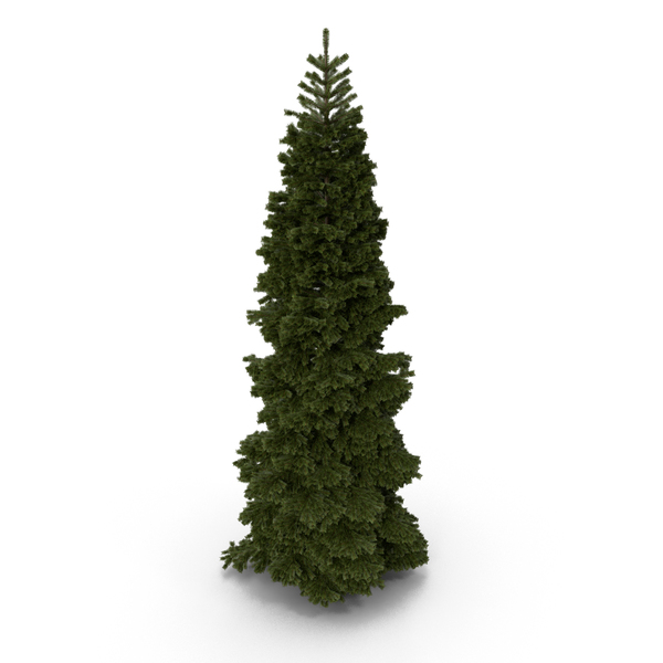 Fir Tree PNG & PSD Images Fir Tree PNG & PSD Images