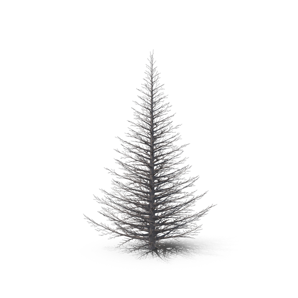 Tree: Fir PNG & PSD Images Tree: Fir PNG & PSD Images