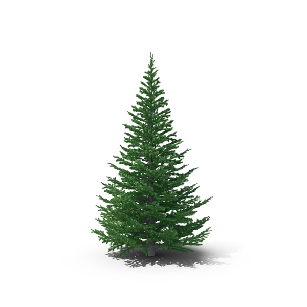 Fir Png Images & Psds For Download 