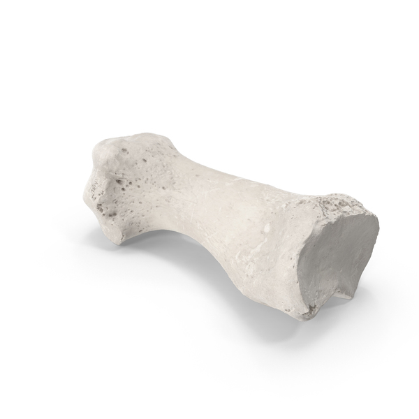 First Metatarsal Bone White PNG & PSD Images First Metatarsal Bone White PNG & PSD Images