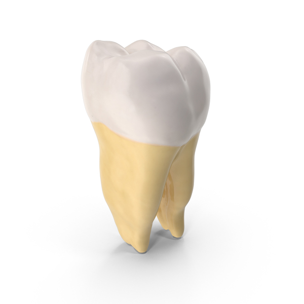 Teeth: First Molar Lower Jaw Right PNG & PSD Images Teeth: First Molar Lower Jaw Right PNG & PSD Images
