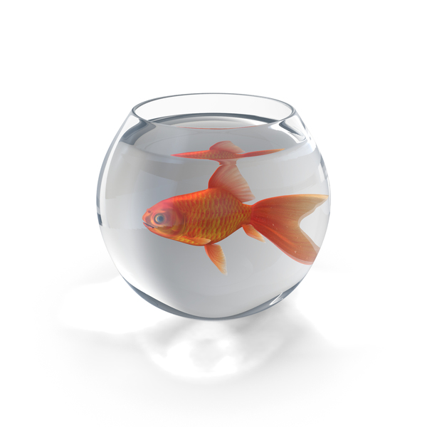 Goldfish: Fish Bowl PNG & PSD Images