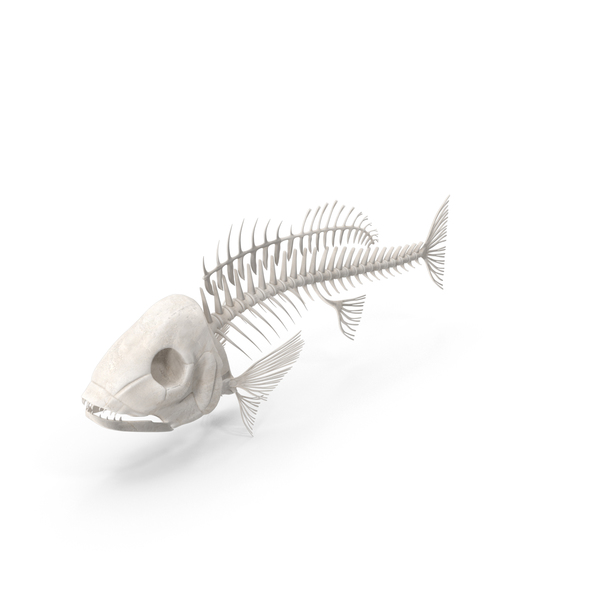 Fish Skeleton PNG & PSD Images