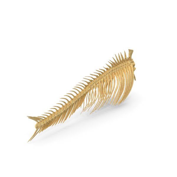 Skeleton: Fish Vertebrae Bones PNG & PSD Images Skeleton: Fish Vertebrae Bones PNG & PSD Images