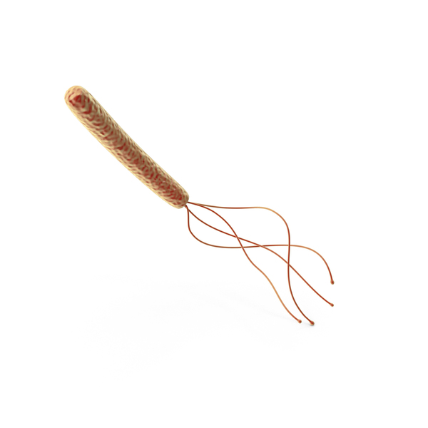 Flagellum: Flagella's PNG & PSD Images
