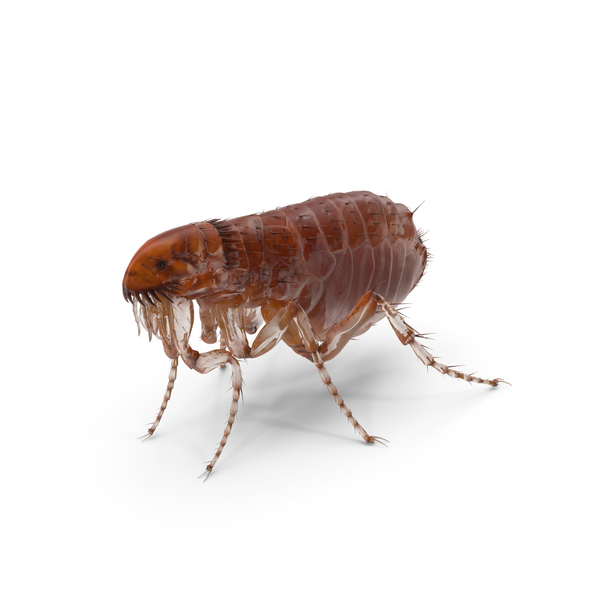 Flea Standing PNG & PSD Images Flea Standing PNG & PSD Images