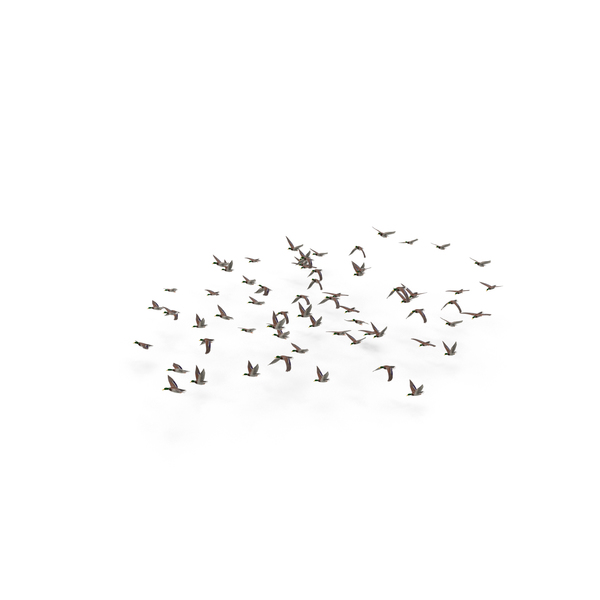 Duck: Flock of Ducks PNG & PSD Images Duck: Flock of Ducks PNG & PSD Images