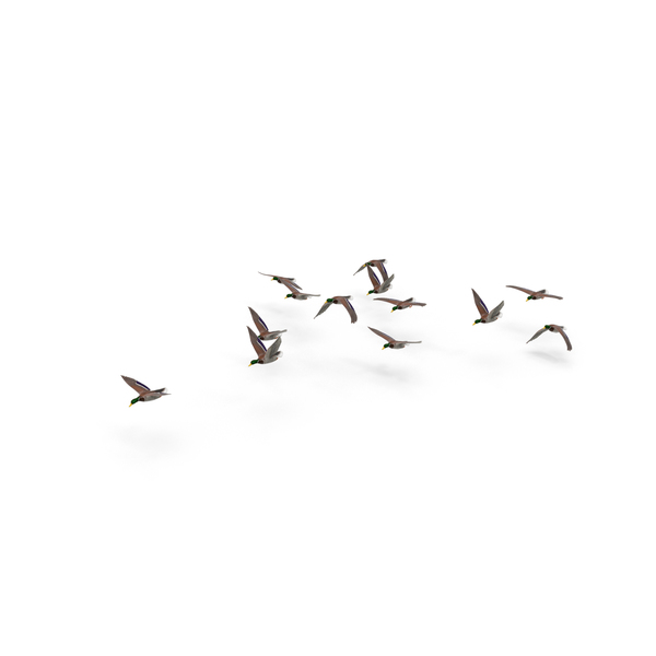 Duck: Flock of Ducks PNG & PSD Images