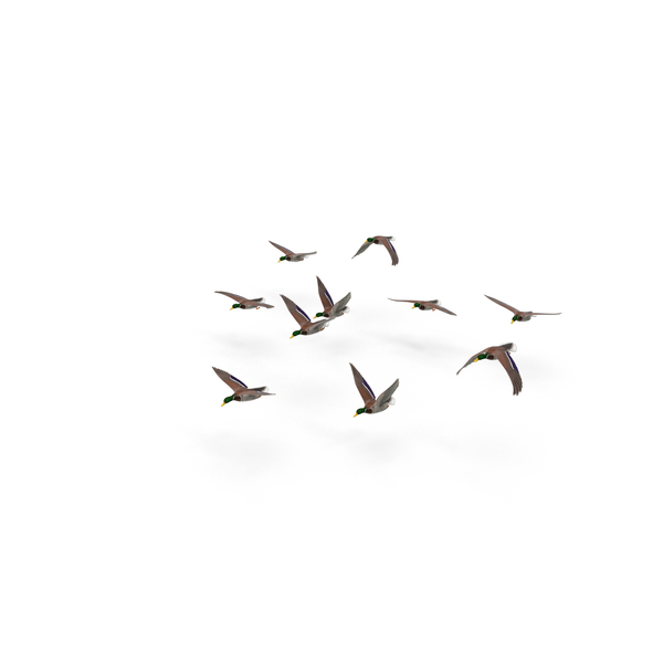 Duck: Flock of Ducks PNG & PSD Images Duck: Flock of Ducks PNG & PSD Images