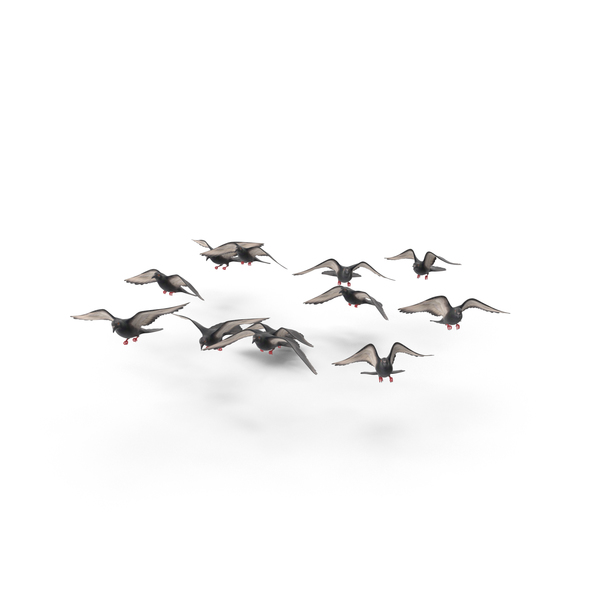 Pigeon: Flocking Birds PNG & PSD Images Pigeon: Flocking Birds PNG & PSD Images