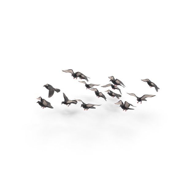 Flocking Birds Pigeons Flying PNG Images & PSDs for Download ...