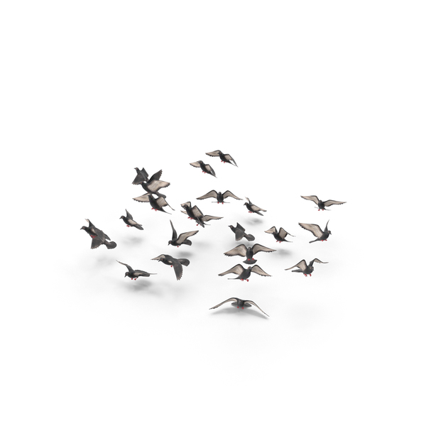 Pigeon: Flocking Birds Pigeons Flying PNG & PSD Images Pigeon: Flocking Birds Pigeons Flying PNG & PSD Images