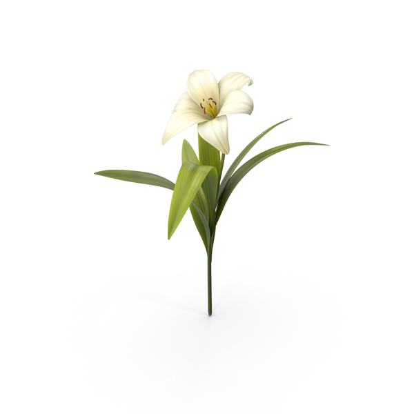 Flowering Plants: Flower PNG & PSD Images Flowering Plants: Flower PNG & PSD Images