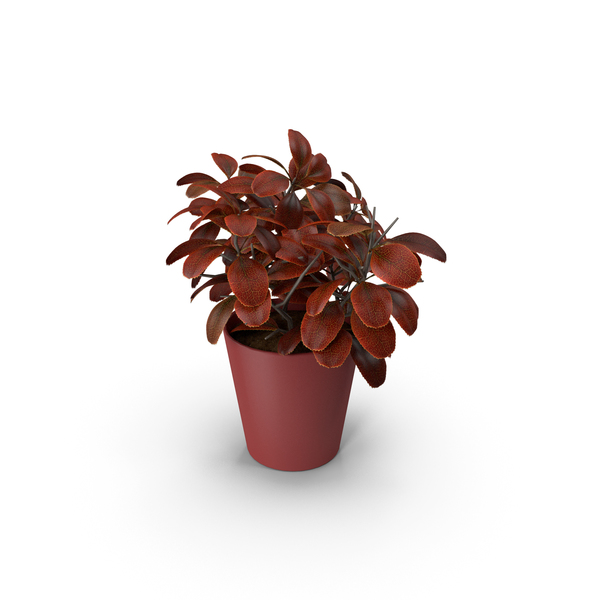Flower Pot PNG & PSD Images Flower Pot PNG & PSD Images