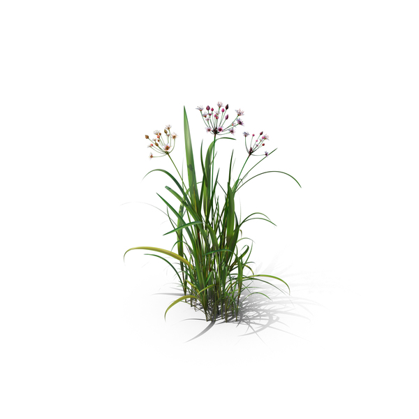 Plants: Flowering Rush PNG & PSD Images Plants: Flowering Rush PNG & PSD Images