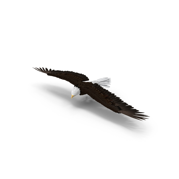 Flying Bald Eagle PNG & PSD Images Flying Bald Eagle PNG & PSD Images