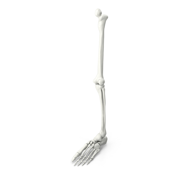 Skeletal: Foot and Leg Skeleton PNG & PSD Images Skeletal: Foot and Leg Skeleton PNG & PSD Images
