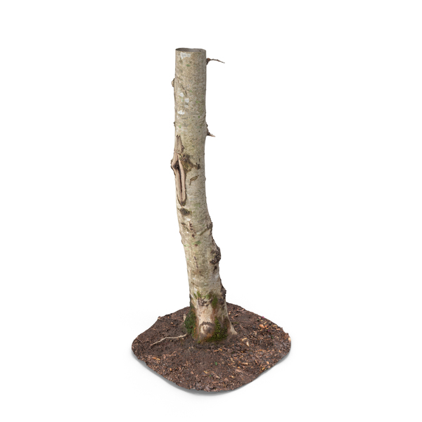 Forest Tree Trunk PNG & PSD Images Forest Tree Trunk PNG & PSD Images