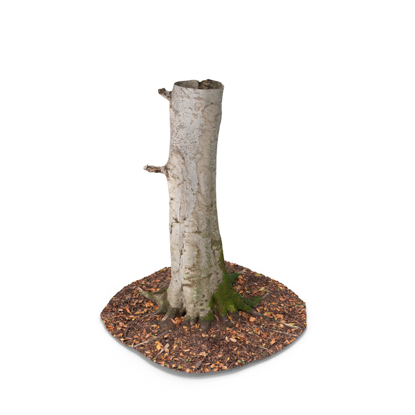Forest Tree Trunk PNG & PSD Images Forest Tree Trunk PNG & PSD Images