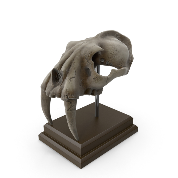 Animal: Fossilized Saber Tooth Skull PNG & PSD Images Animal: Fossilized Saber Tooth Skull PNG & PSD Images