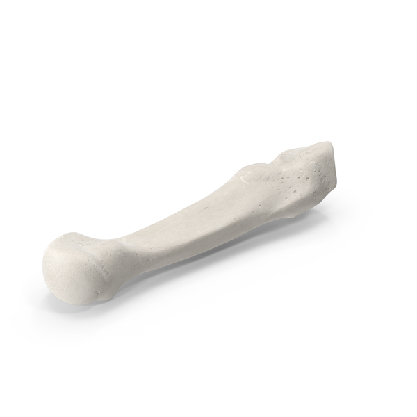 Fourth Metatarsal Bone White PNG & PSD Images Fourth Metatarsal Bone White PNG & PSD Images