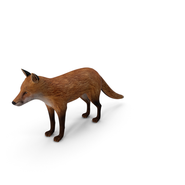 Red: Fox PNG & PSD Images Red: Fox PNG & PSD Images