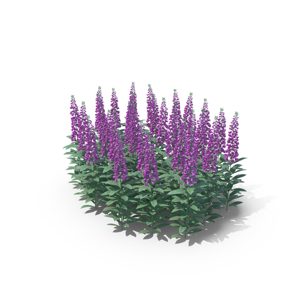 Foxgloves PNG Images & PSDs for Download | PixelSquid - S111794243