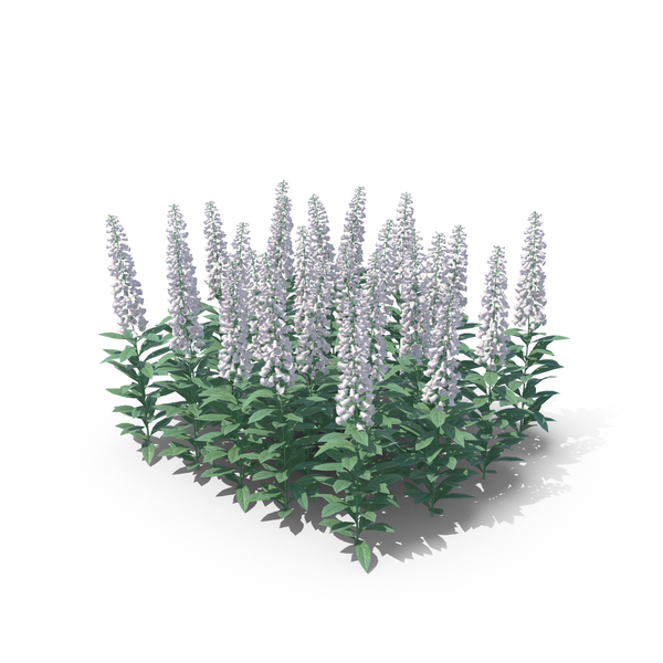 Foxglove: Foxgloves PNG & PSD Images Foxglove: Foxgloves PNG & PSD Images