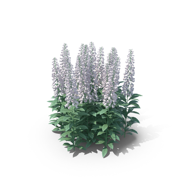 Foxgloves PNG Images & PSDs for Download | PixelSquid - S111826336