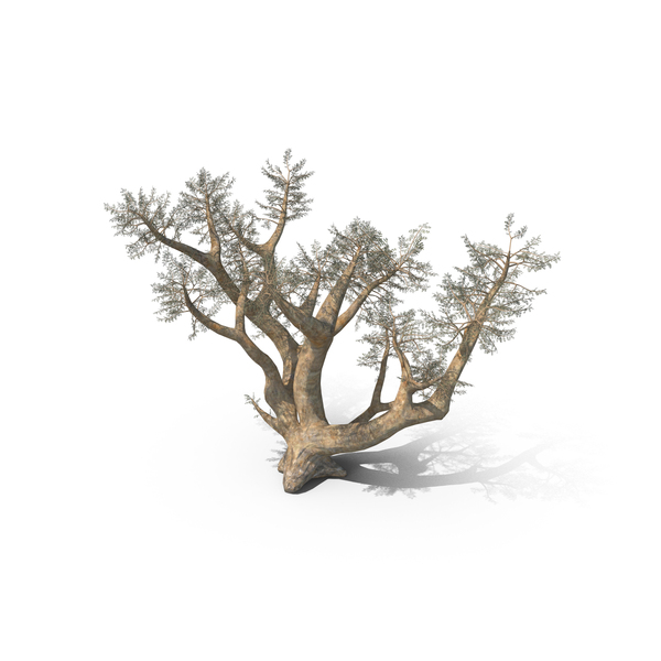 Frankincense Tree PNG & PSD Images Frankincense Tree PNG & PSD Images
