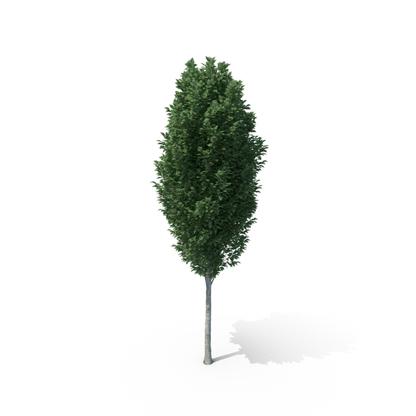 Deciduous: Frans Fontaine Tree PNG & PSD Images Deciduous: Frans Fontaine Tree PNG & PSD Images