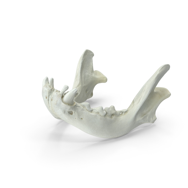 Dog Skull: French Bulldog Jaw PNG & PSD Images Dog Skull: French Bulldog Jaw PNG & PSD Images