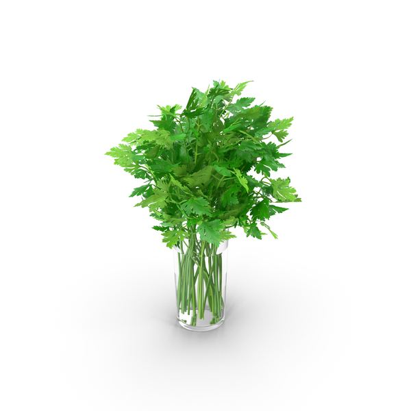 Fresh Bunch Parsley in Glass PNG & PSD Images