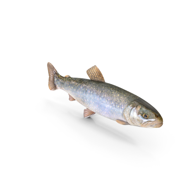 Fresh Char Fish PNG & PSD Images Fresh Char Fish PNG & PSD Images