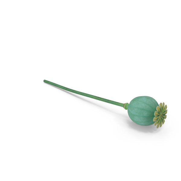 Fresh Poppy Seed Plant PNG & PSD Images Fresh Poppy Seed Plant PNG & PSD Images
