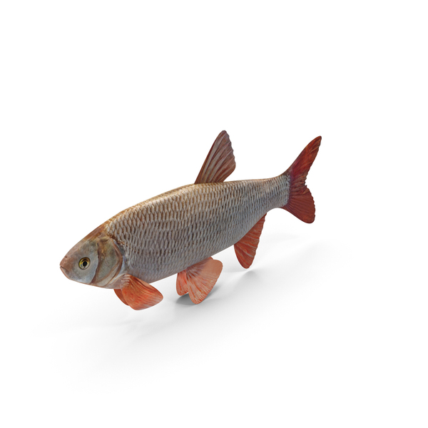 Freshwater Fish PNG & PSD Images
