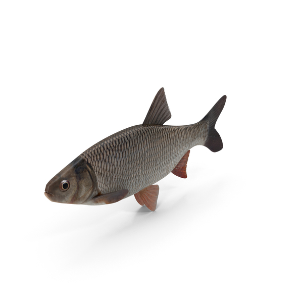 Freshwater Fish PNG & PSD Images