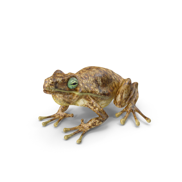 Frog PNG & PSD Images Frog PNG & PSD Images