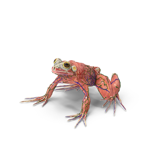 青蛙解剖完整身体PNG和PSD图像