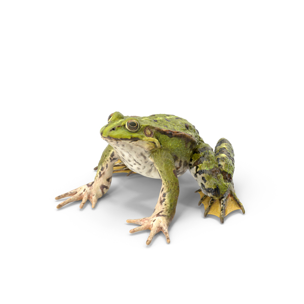 Frog Sitting Pose PNG & PSD Images
